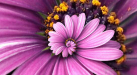 Purple Droste886352726 272x150 - Purple Droste - Purple, Flowers, Droste